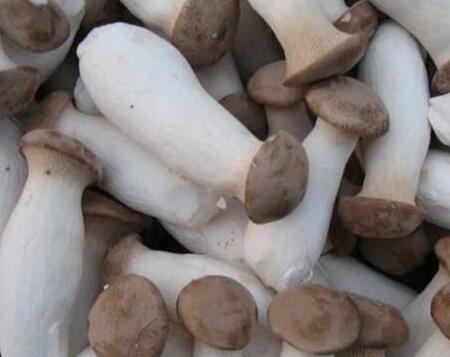 食用菌2.jpg 食用菌2.jpg