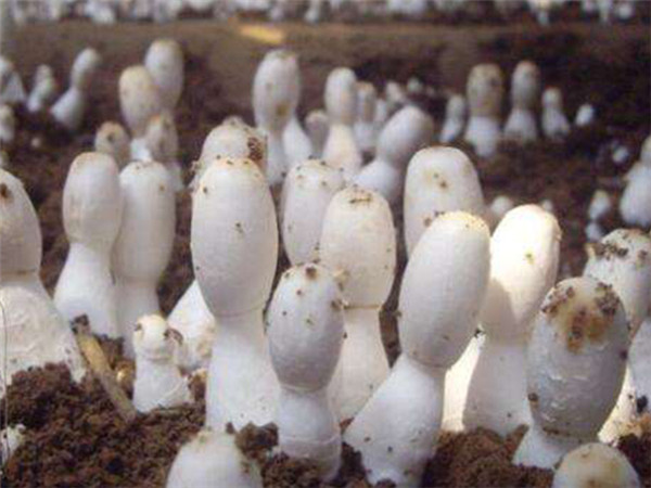 食用菌 (2).jpg 食用菌 (2).jpg