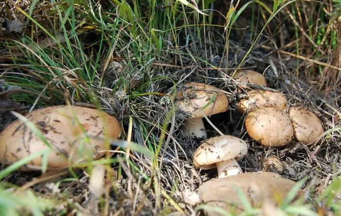 香菇脫水加工兩注意